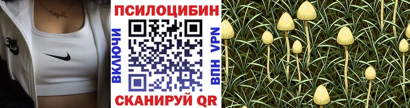 Купить где  Кизляр  Псилоцибиновые грибы Cubensis 